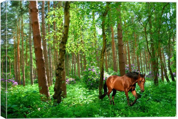 the woods Canvas Print by sue davies