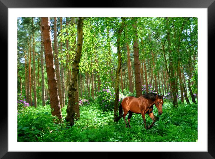 the woods Framed Mounted Print by sue davies
