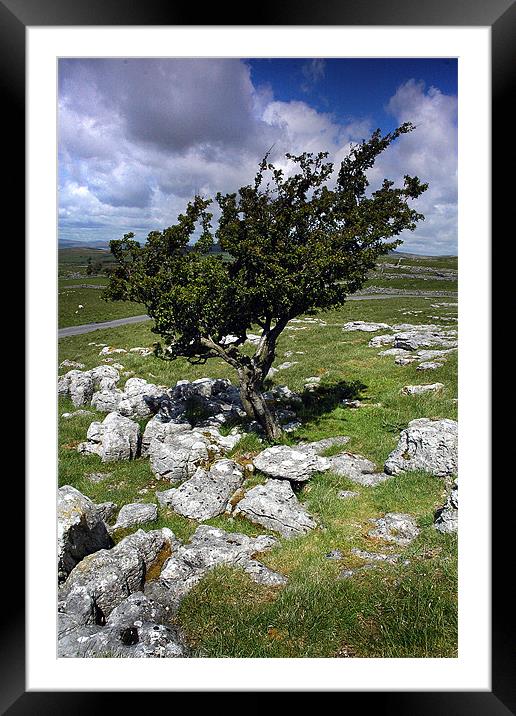 Lone tree in Malham Framed Mounted Print by Graham Piper