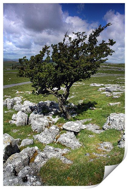 Lone tree in Malham Print by Graham Piper