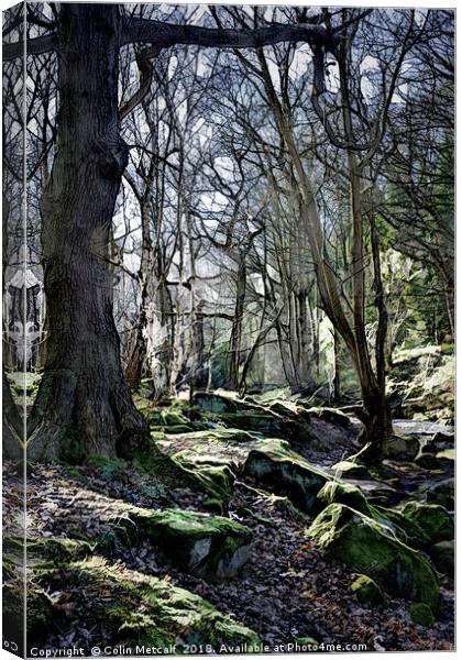 Frosty Woodland Odyssey Canvas Print by Colin Metcalf