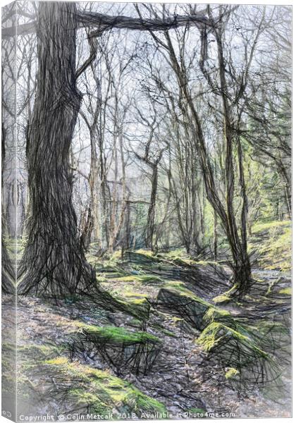 Winter Woodland Canvas Print by Colin Metcalf