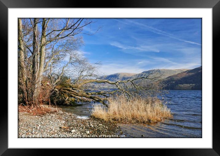 "Fallen tree at the lake" Framed Mounted Print by ROS RIDLEY