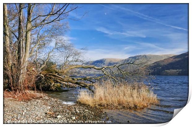 "Fallen tree at the lake" Print by ROS RIDLEY