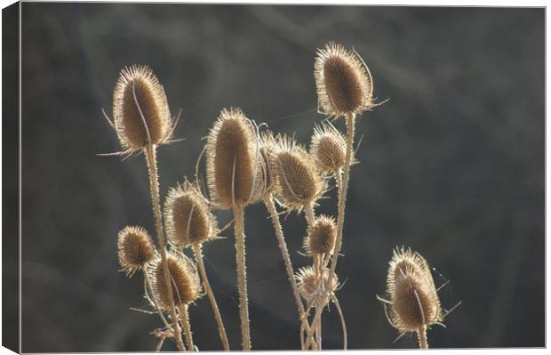 Teazle  Canvas Print by Terry May
