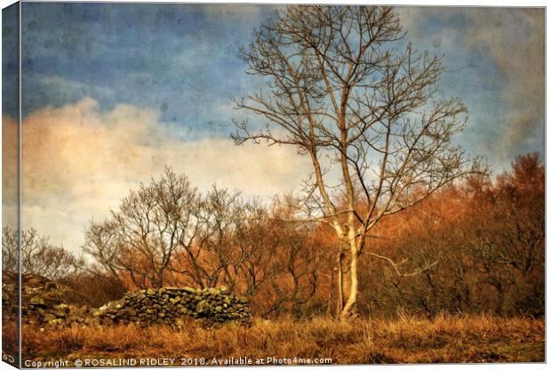 "Tree by the wall" Canvas Print by ROS RIDLEY