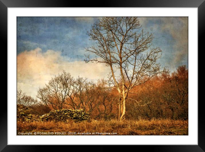 "Tree by the wall" Framed Mounted Print by ROS RIDLEY