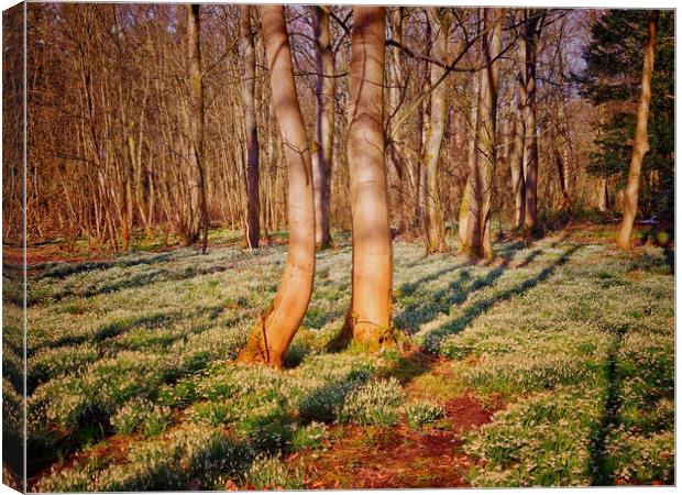 Woodland with Snowdrops                            Canvas Print by Victor Burnside