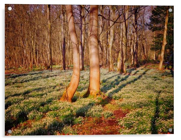 Woodland with Snowdrops                            Acrylic by Victor Burnside
