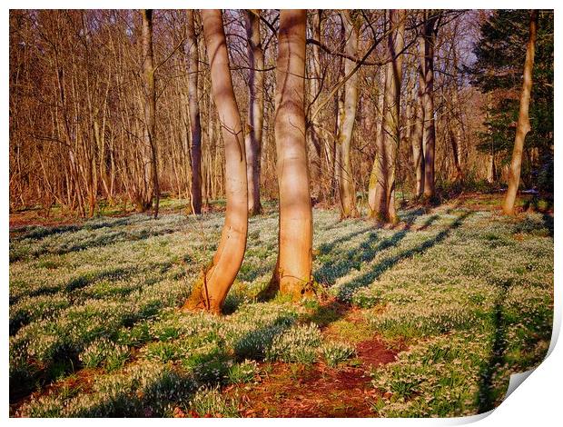 Woodland with Snowdrops                            Print by Victor Burnside