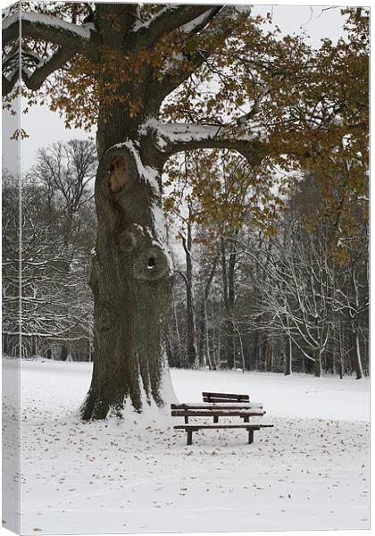 A Tree and Two Seats Canvas Print by Andrea Guidera