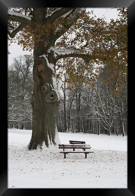 A Tree and Two Seats Framed Print by Andrea Guidera