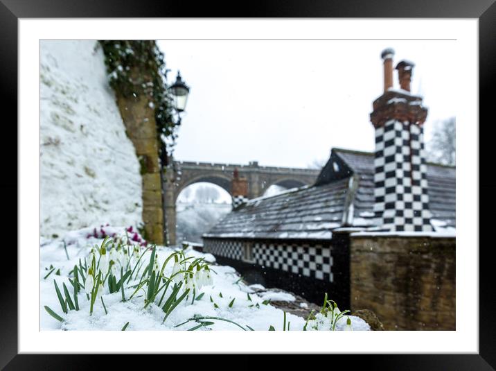 snowdrops in Knaresborough Framed Mounted Print by mike morley