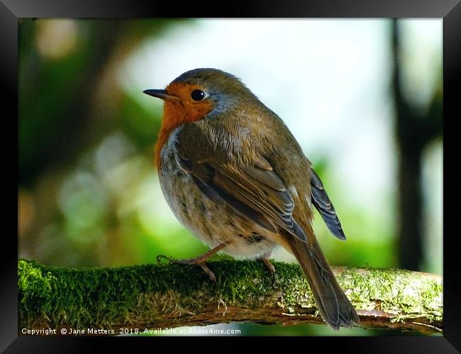      Robin Red Brest                           Framed Print by Jane Metters