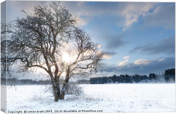 Bare tree in a snow field with early sunrise Canvas Print by Simon Bratt LRPS