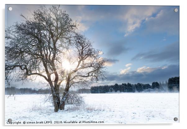 Bare tree in a snow field with early sunrise Acrylic by Simon Bratt LRPS