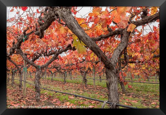Vines in Autumn Framed Print by jonathan nguyen