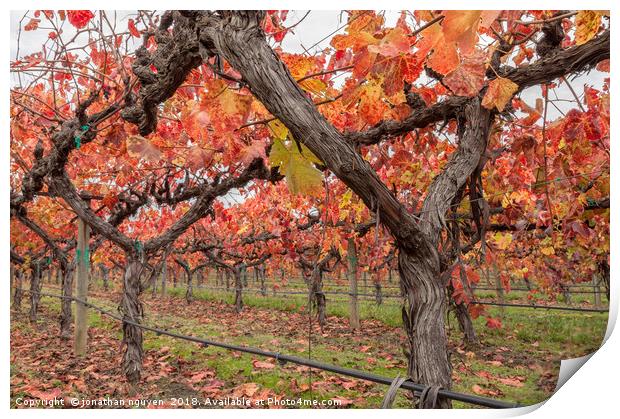 Vines in Autumn Print by jonathan nguyen