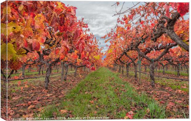 Autumnal Grapevines Canvas Print by jonathan nguyen