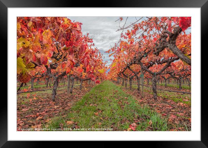 Autumnal Grapevines Framed Mounted Print by jonathan nguyen