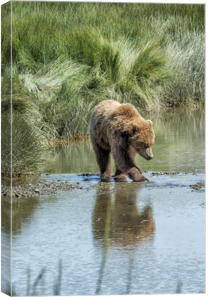 Brown Bear Cub Crossing a Stream Canvas Print by Belinda Greb