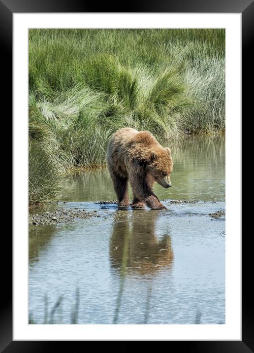 Brown Bear Cub Crossing a Stream Framed Mounted Print by Belinda Greb
