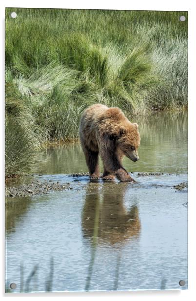 Brown Bear Cub Crossing a Stream Acrylic by Belinda Greb