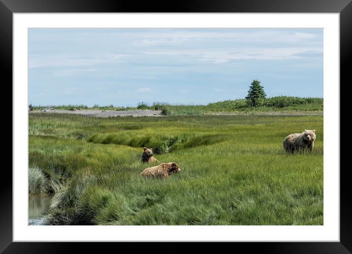 A Mother and Her Two Cubs, No. 1 Framed Mounted Print by Belinda Greb
