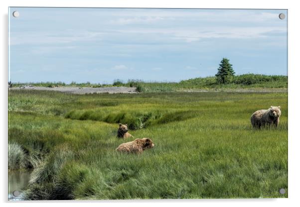 A Mother and Her Two Cubs, No. 1 Acrylic by Belinda Greb