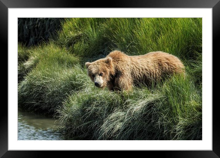 Munching Grass by the Stream Framed Mounted Print by Belinda Greb