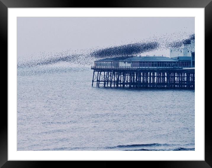 Starlings off North Pier                           Framed Mounted Print by Victor Burnside