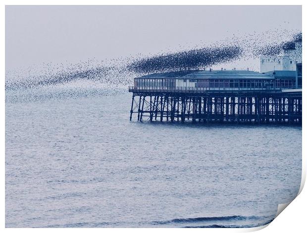 Starlings off North Pier                           Print by Victor Burnside