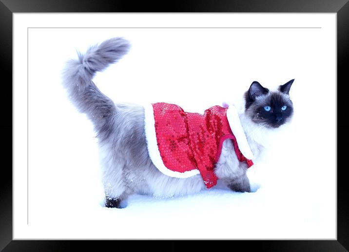 Ragdoll in snow Framed Mounted Print by JC studios LRPS ARPS