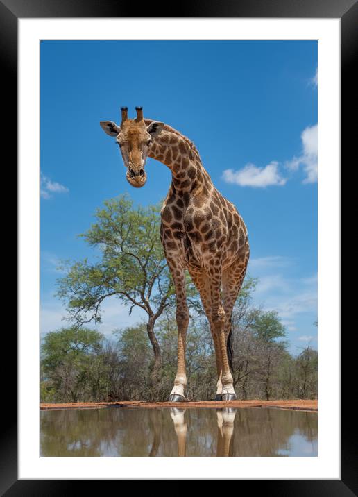 Curious giraffe Framed Mounted Print by Villiers Steyn
