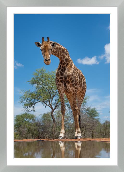 Curious giraffe Framed Mounted Print by Villiers Steyn