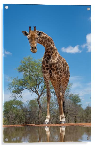 Curious giraffe Acrylic by Villiers Steyn