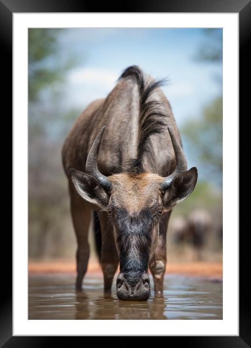Wildebeest stare Framed Mounted Print by Villiers Steyn