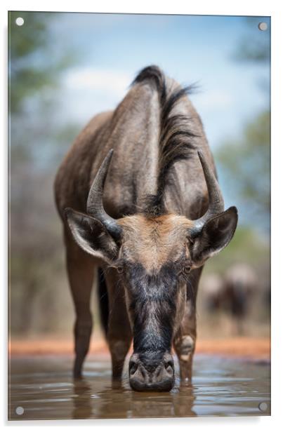 Wildebeest stare Acrylic by Villiers Steyn
