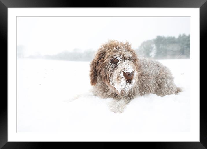 Snowbeard Framed Mounted Print by Simon Wrigglesworth