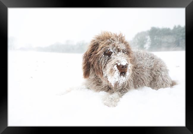 Snowbeard Framed Print by Simon Wrigglesworth