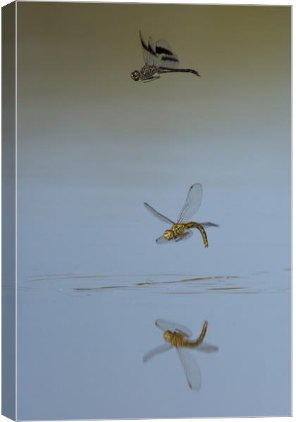 Dance of the dragonflies Canvas Print by Villiers Steyn