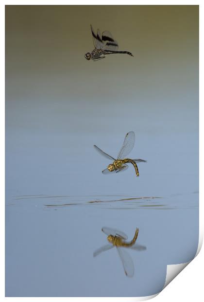Dance of the dragonflies Print by Villiers Steyn