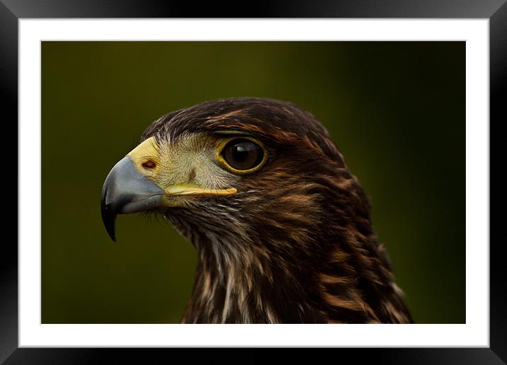 Bird of Prey Portrait, Eagle Framed Mounted Print by Dawn O'Connor
