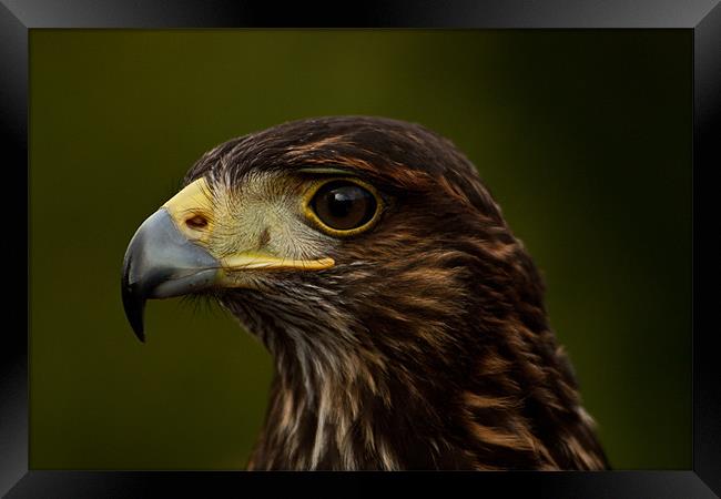 Bird of Prey Portrait, Eagle Framed Print by Dawn O'Connor