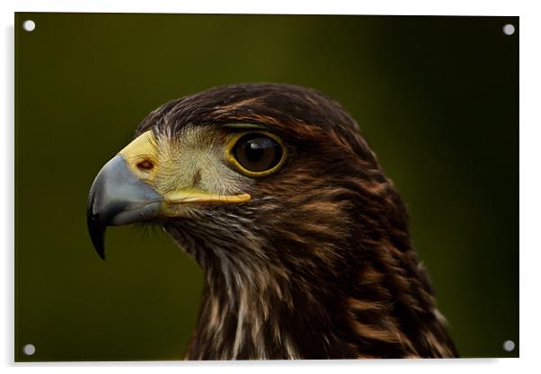 Bird of Prey Portrait, Eagle Acrylic by Dawn O'Connor
