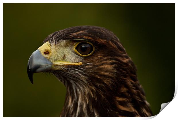 Bird of Prey Portrait, Eagle Print by Dawn O'Connor