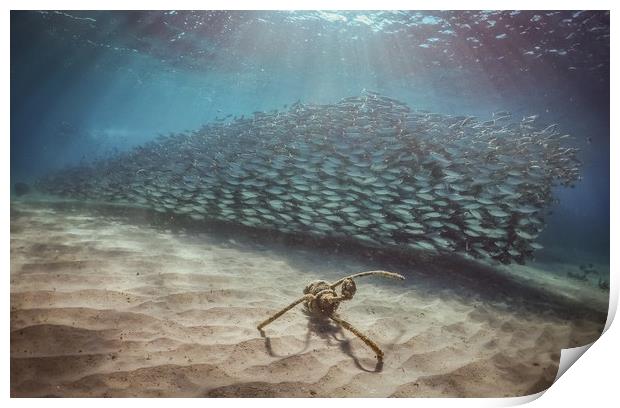   Swimming with fish and turtles Curacao views  Print by Gail Johnson