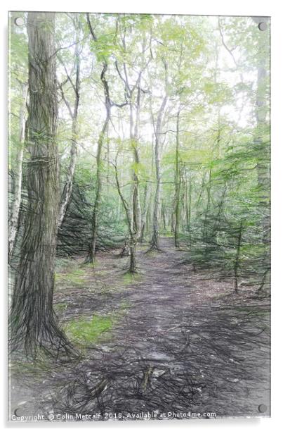 Woodland Walk Acrylic by Colin Metcalf