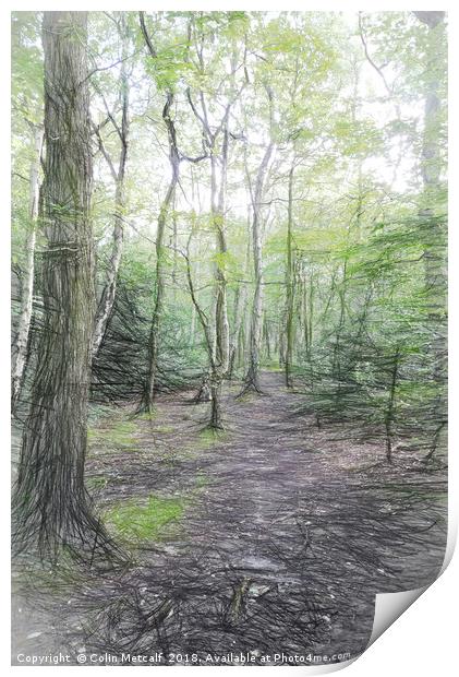 Woodland Walk Print by Colin Metcalf
