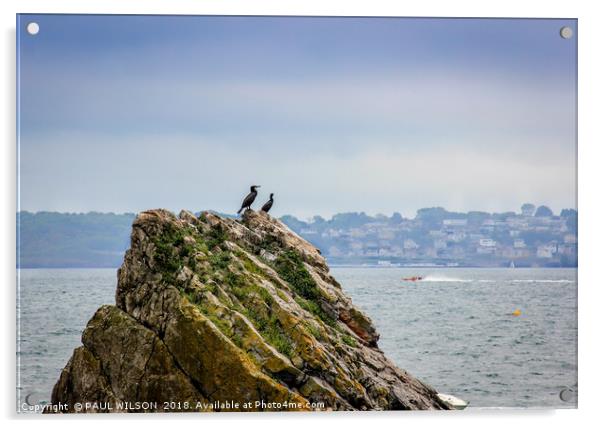 Cormorants survey the scene Acrylic by PAUL WILSON